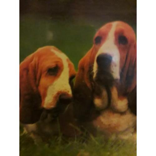 Mooi oud antiek schilderij met moo honden