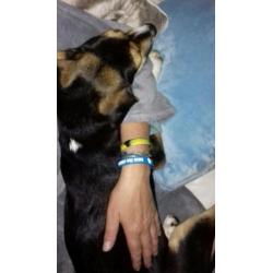 Superleuke kr jachthond pup