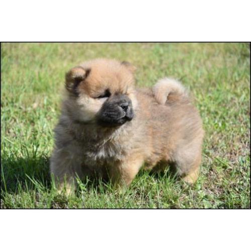 Chow chow pups