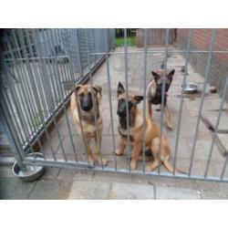 2 veelbelovende Mechelse Herders ( reuen ) met FCI stamboom.