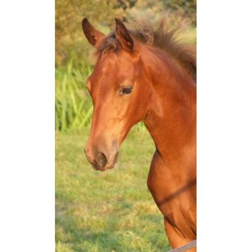 Bruin tuigpaard merrie veulen en div. shetlander veulens