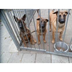 2 veelbelovende Mechelse Herders ( reuen ) met FCI stamboom.
