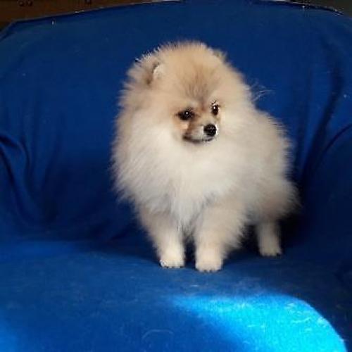 Prachtig Teefje Pomeranian/Pomeriaan/Dwergkeesje/FCI