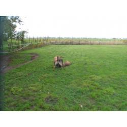 2 veelbelovende Mechelse Herders ( reuen ) met FCI stamboom.