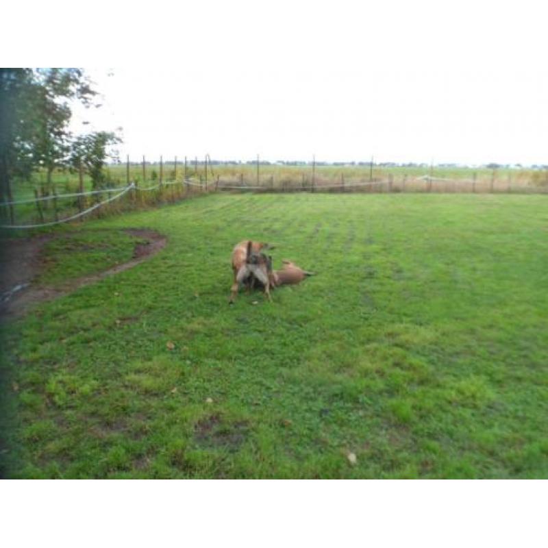 2 veelbelovende Mechelse Herders ( reuen ) met FCI stamboom.